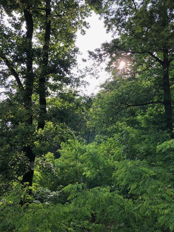 "La Romantica" Rifugio Nel Bosco Astano Eksteriør bilde